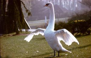 cygne