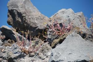 Sicile Etna